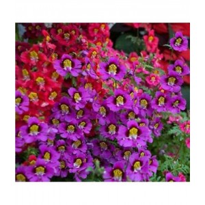 SCHIZANTHUS ANGEL WINGS MIXED SEEDS - MIXED COLOUR FLOWERS - 500 SEEDS