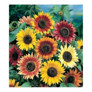 SUNFLOWER - AUTUMN BEAUTY - MIXED COLOUR - HELIANTHUS ANNUUS - 20 SEEDS