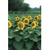 SUNFLOWER - DWARF SUNSPOT - HELIANTHUS ANNUUS - 20 SEEDS