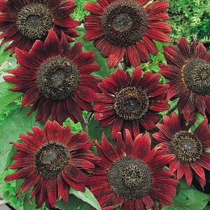 SUNFLOWER VELVET QUEEN SEEDS - DARK RED HELIANTHUS ANNUUS - 20 SEEDS