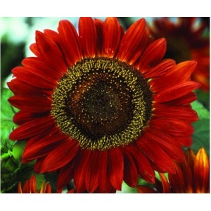 SUNFLOWER RED SUN SEEDS - SINGLE FLOWERED HELIANTHUS ANNUS RED SUN - 20 SEEDS