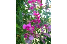 SWEET PEA MIXED CLIMBER TRELLIS WIGWAMS BASKETS - 50 SEEDS SWEET PEA MIXED CLIMBER TRELLIS WIGWAMS BASKETS - 50 SEEDS