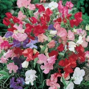SWEET PEA DWARF BIJOU MIX SEEDS - MIXED COLOUR LATHYDORUS ODORATUS - 40 SEEDS