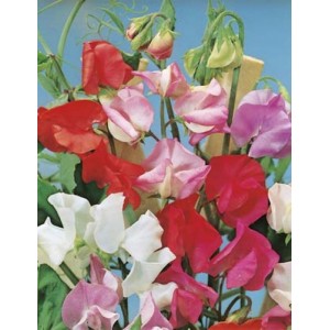 SWEET PEA EARLY MULTIFLORA MIX SEEDS - MIXED COLOUR LATHYDORUS ODORATUS - 40 SEEDS
