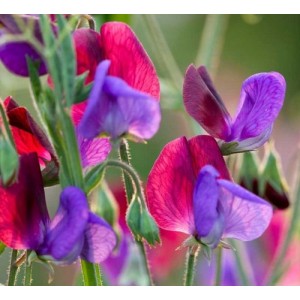 SWEET PEA GRANDIFLORA MATUCANA SEEDS - BLUE & PURPLE LATHYDORUS ODORATUS - 20 SEEDS