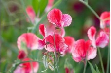 SWEET PEA HEIRLOOM AMERICA SEEDS - CREAM & CRIMSON RIPPLE LATHYDORUS ODORATUS - 20 SEEDS SWEET PEA HEIRLOOM AMERICA SEEDS - CREAM & CRIMSON RIPPLE LATHYDORUS ODORATUS - 20 SEEDS