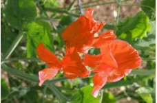 SWEET PEA HENRY ECKFORD SEEDS - BRIGHT ORANGE LATHYDORUS ODORATUS - 20 SEEDS SWEET PEA HENRY ECKFORD SEEDS - BRIGHT ORANGE LATHYDORUS ODORATUS - 20 SEEDS