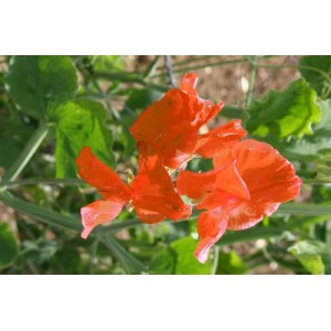 SWEET PEA HENRY ECKFORD SEEDS - BRIGHT ORANGE LATHYDORUS ODORATUS - 20 SEEDS