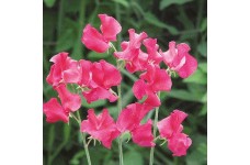 SWEET PEA LIPSTICK SEEDS - VIBRANT PINK LATHYDORUS ODORATUS - 20 SEEDS SWEET PEA LIPSTICK SEEDS - VIBRANT PINK LATHYDORUS ODORATUS - 20 SEEDS