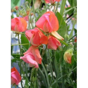 SWEET PEA GRANDIFLORA PRINCE OF ORANGE SEEDS - ORANGE LATHYDORUS ODORATUS - 40 SEEDS