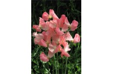 SWEET PEA PRINCESS ELIZABETH SEEDS - LATHYDORUS ODORATUS - 20 SEEDS SWEET PEA PRINCESS ELIZABETH SEEDS - LATHYDORUS ODORATUS - 20 SEEDS