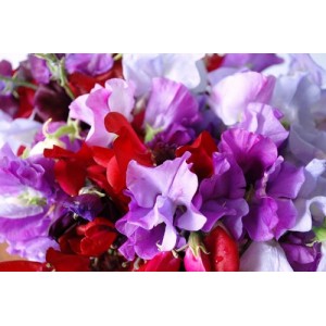 SWEET PEA ROYAL FAMILY MIX SEEDS - MIXED COLOUR LATHYDORUS ODORATUS - 40 SEEDS