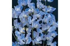 SWEET PEA SPENCER BLUE RIPPLE SEEDS - BLUE LATHYDORUS ODORATUS - 20 SEEDS SWEET PEA SPENCER BLUE RIPPLE SEEDS - BLUE LATHYDORUS ODORATUS - 20 SEEDS