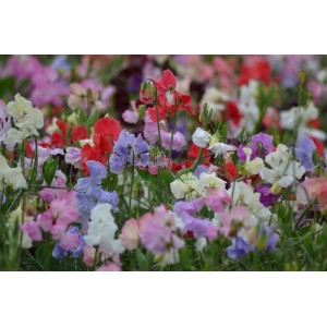 SWEET PEA SPENCER MIX SEEDS - MIXED COLOUR LATHYDORUS ODORATUS - 40 SEEDS