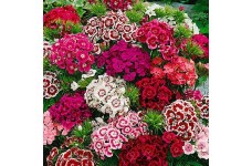 DIANTHUS BARBATUS SEEDS - SWEET WILLIAM INDIAN CARPET MIX SEEDS - 250 SEEDS DIANTHUS BARBATUS SEEDS - SWEET WILLIAM INDIAN CARPET MIX SEEDS - 250 SEEDS