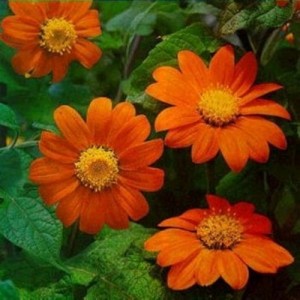 TITHONIA GOLDFINGER SEEDS - MEXICAN SUNFLOWER SEEDS - ORANGE FLOWERS - 100 SEEDS