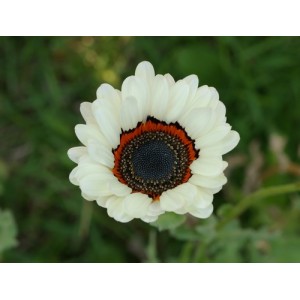 VENIDIUM FASTUOSUM CAPE DAISY ZULU PRINCE SEEDS - EXOTIC WHITE FLOWERS - 100 SEEDS