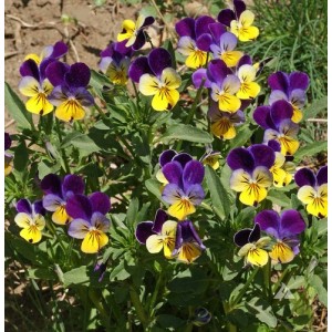 VIOLA HELENS MOUNT JOHNNY JUMP UP SEEDS - TRI-COLOUR FLOWERS - 100 SEEDS