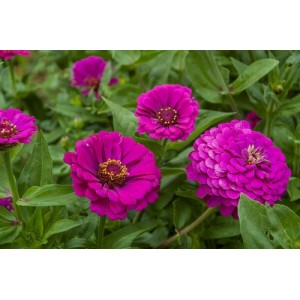ZINNIA GIANT PURPLE PRINCE SEEDS - LARGE PURPLE FLOWERS - 100 SEEDS 