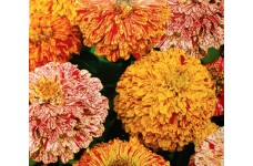 ZINNIA ELEGANS PEPPERMINT STICK SEEDS - MIXED COLOUR FLOWERS - 100 SEEDS ZINNIA ELEGANS PEPPERMINT STICK SEEDS - MIXED COLOUR FLOWERS - 100 SEEDS