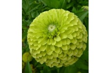 ZINNIA GIANT ENVY SEEDS - BEAUTIFUL LARGE LIME GREEN FLOWERS - 100 SEEDS ZINNIA GIANT ENVY SEEDS - BEAUTIFUL LARGE LIME GREEN FLOWERS - 100 SEEDS
