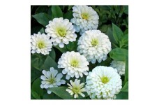 ZINNIA POLAR BEAR GIANT SEEDS - LARGE SEMI-DOUBLE WHITE FLOWERS - 100 SEEDS ZINNIA POLAR BEAR GIANT SEEDS - LARGE SEMI-DOUBLE WHITE FLOWERS - 100 SEEDS