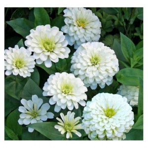 ZINNIA POLAR BEAR GIANT SEEDS - LARGE SEMI-DOUBLE WHITE FLOWERS - 100 SEEDS 
